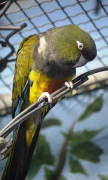 Exotic parrot Stock-Fotos