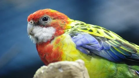 Exotic parrot Stock Photos