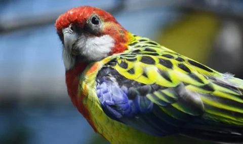 Exotic parrot 스톡 사진