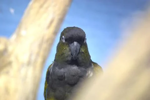 Exotic parrot Stock Photos