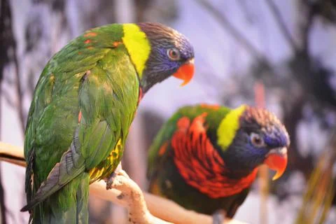 Exotic parrot Stock-Fotos