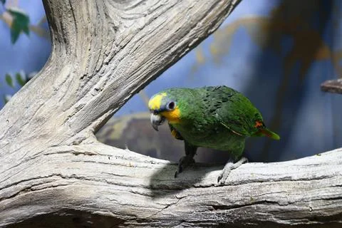 Exotic parrot Stock Photos