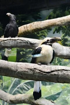 Exotic parrot 写真素材