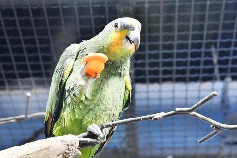 Exotic parrot 写真素材