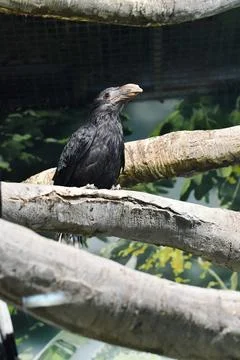 Exotic parrot 写真素材