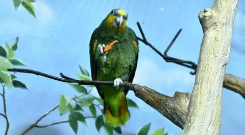 Exotic parrot 写真素材