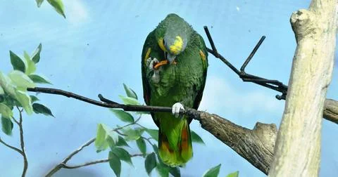 Exotic parrot 写真素材