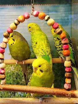Exotic parrot Stock Photos