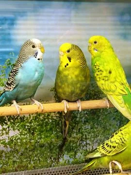 Exotic parrot Stock Photos