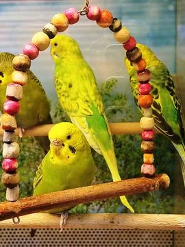 Exotic parrot Stock Photos