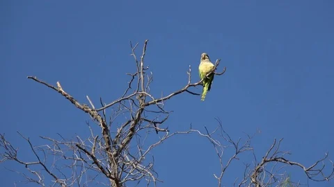 Exotic parrot in a tree in Costa del Silencio Tenerife Spain Stock Footage