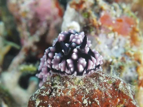 Exotic patterned nudibranch in black and pink, pustule warty snail (Phyllidiella Stock Photos