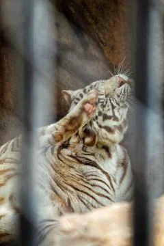 Exotic patterned white tiger laying on the rocks and scratching itself in the zo Stock Photos