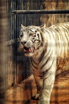 Exotic patterned white tiger in the zoo 스톡 사진