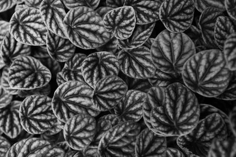 Exotic patterns on leaf surfaces Stock Photos