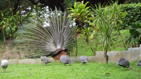 Exotic Peacock Dancing in Bird Park 4K Vídeos de archivo 336705194