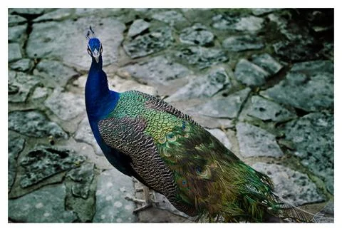 The Exotic Peacock Stock Photos