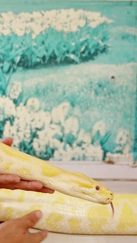 An exotic pet albino reticulated python or Malayopython reticulatus Video stock 311530993