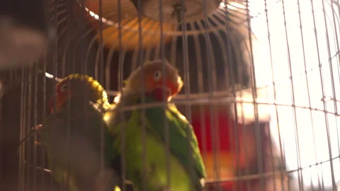 Exotic Pet Parrots Stock Footage 250152664