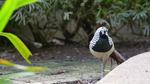 Exotic Pheasant Walking in Green Nature Park 4K 스톡 동영상 336656611