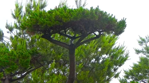 Exotic pine in the Park Stock Footage 108993917