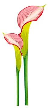 Exotic pink flower bud. Realistic lily blossom Stock Illustration