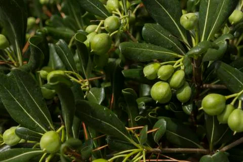 Exotic plant Stock Photos