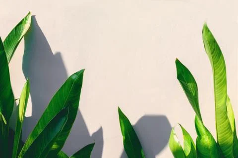 Exotic plants background Stock Photos