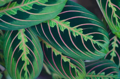 Exotic plants background Stock Photos