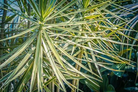 Exotic plants close up detailed pattern Stock Photos