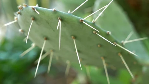 Exotic plants. Close-up of a prickly cactus. 4k Stock Footage 83797311
