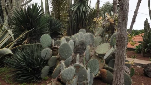 Exotic plants Stock Footage 196482890