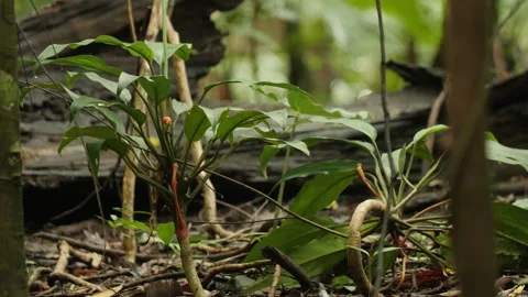 Exotic Plants in Rainforest Video stock 195277135