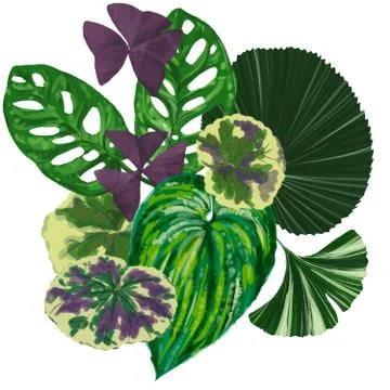 Exotic plants on a white background for decor Stock Illustration