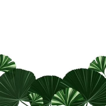 Exotic plants on a white background with place for text for the design of Illustrazione stock