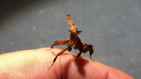 An exotic praying mantis moves subtly on the hand of an insect enthusiast, 動画素材 207651957