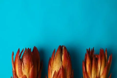Exotic protea flower  Stock Photos