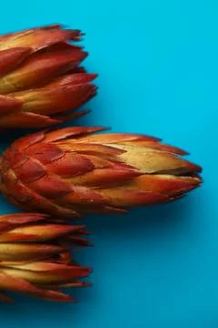Exotic protea flower  Foto stock
