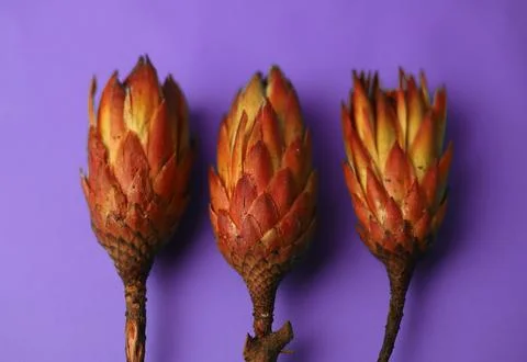 Exotic protea flower  Foto stock