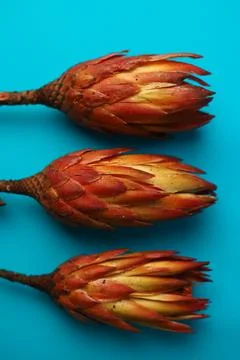 Exotic protea flower  Stock Photos