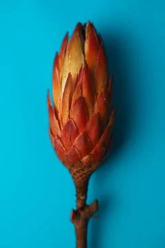Exotic protea flower  Stock Photos