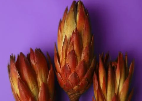 Exotic protea flower  Stock Photos