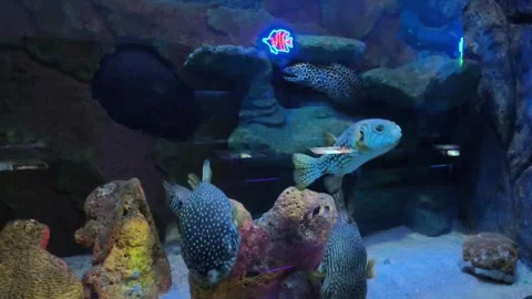 Exotic Pufferfish and Leopard Moray Eel in Aquarium Stock Footage 340419919
