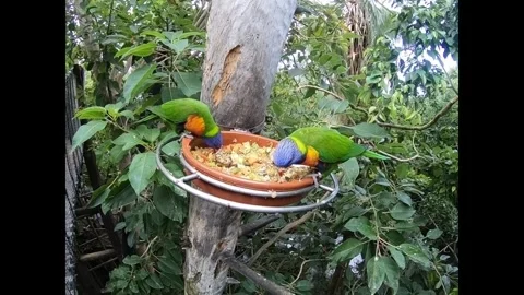 Exotic Rainbow Lorikeets Feeding – Vibrant Tropical Birds in Tenerife Stock Footage 333780055