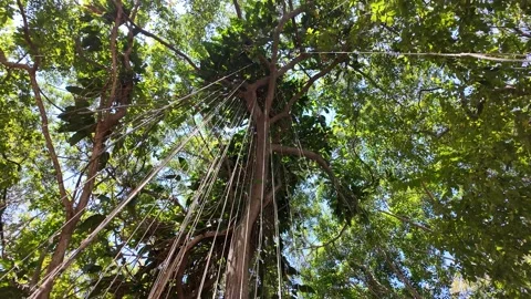 Exotic Rainforest with Dangling Vines and Sunlight Filtering Through Stock Footage 302760727