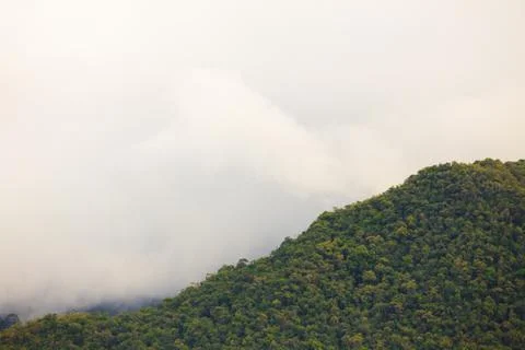 Exotic rainforest landscape Stock Photos