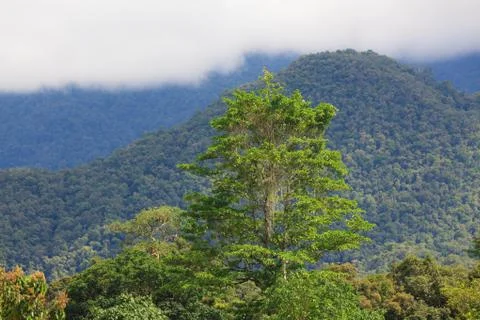 Exotic rainforest landscape Stock Photos