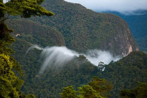 Exotic rainforest landscape Stock Photos