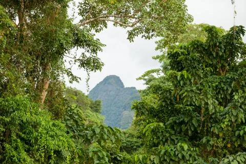 Exotic rainforest landscape Stock Photos