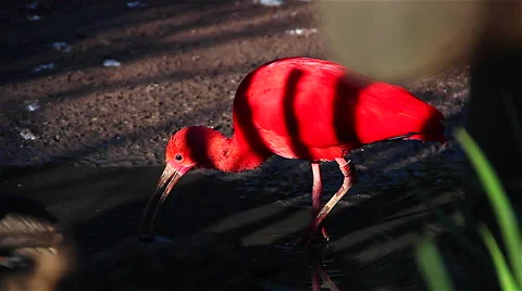 Exotic red bird Stock Footage 46406453
